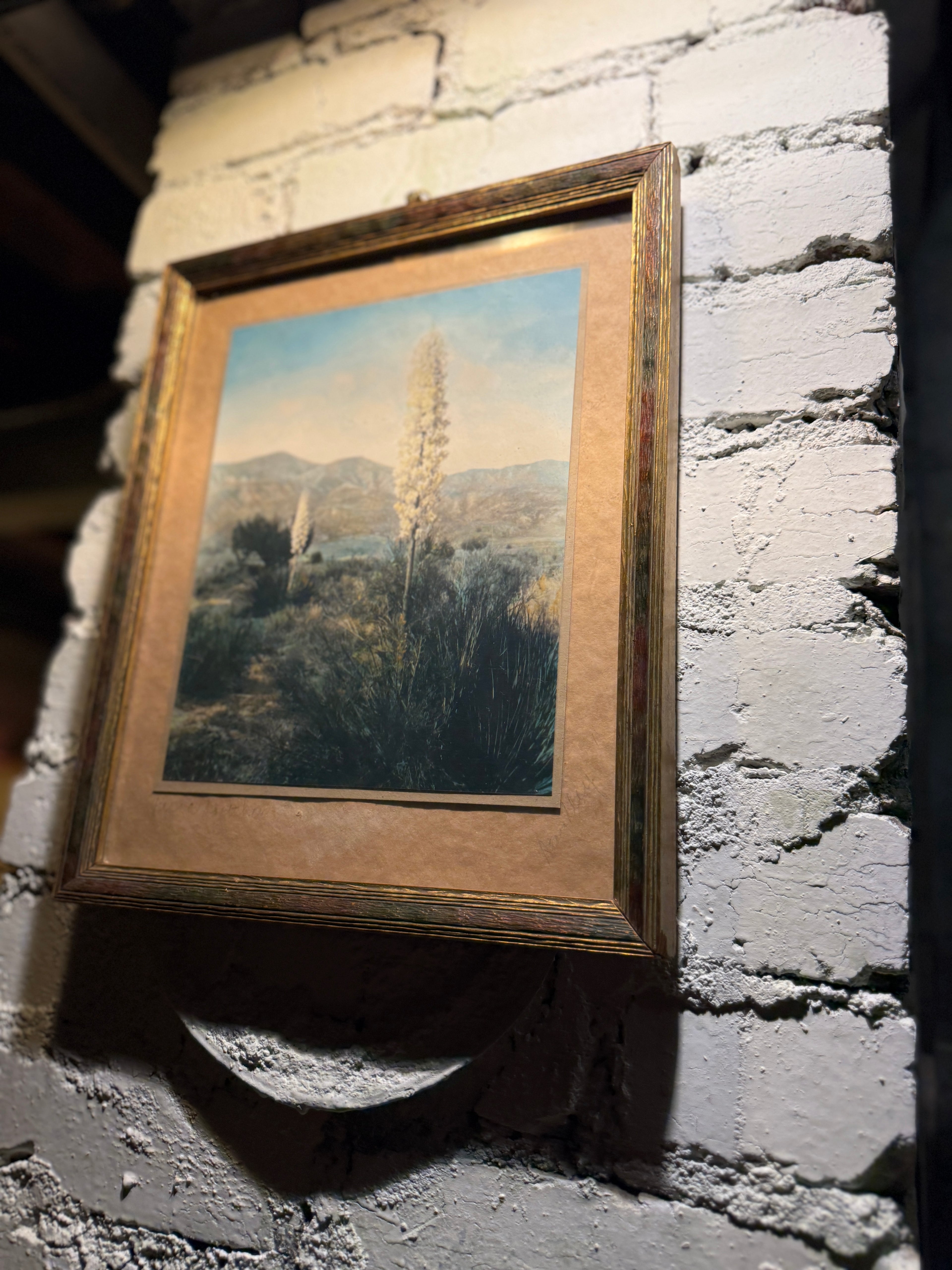 Mid-Century Desert Yucca Landscape Photograph, c. 1956–1965