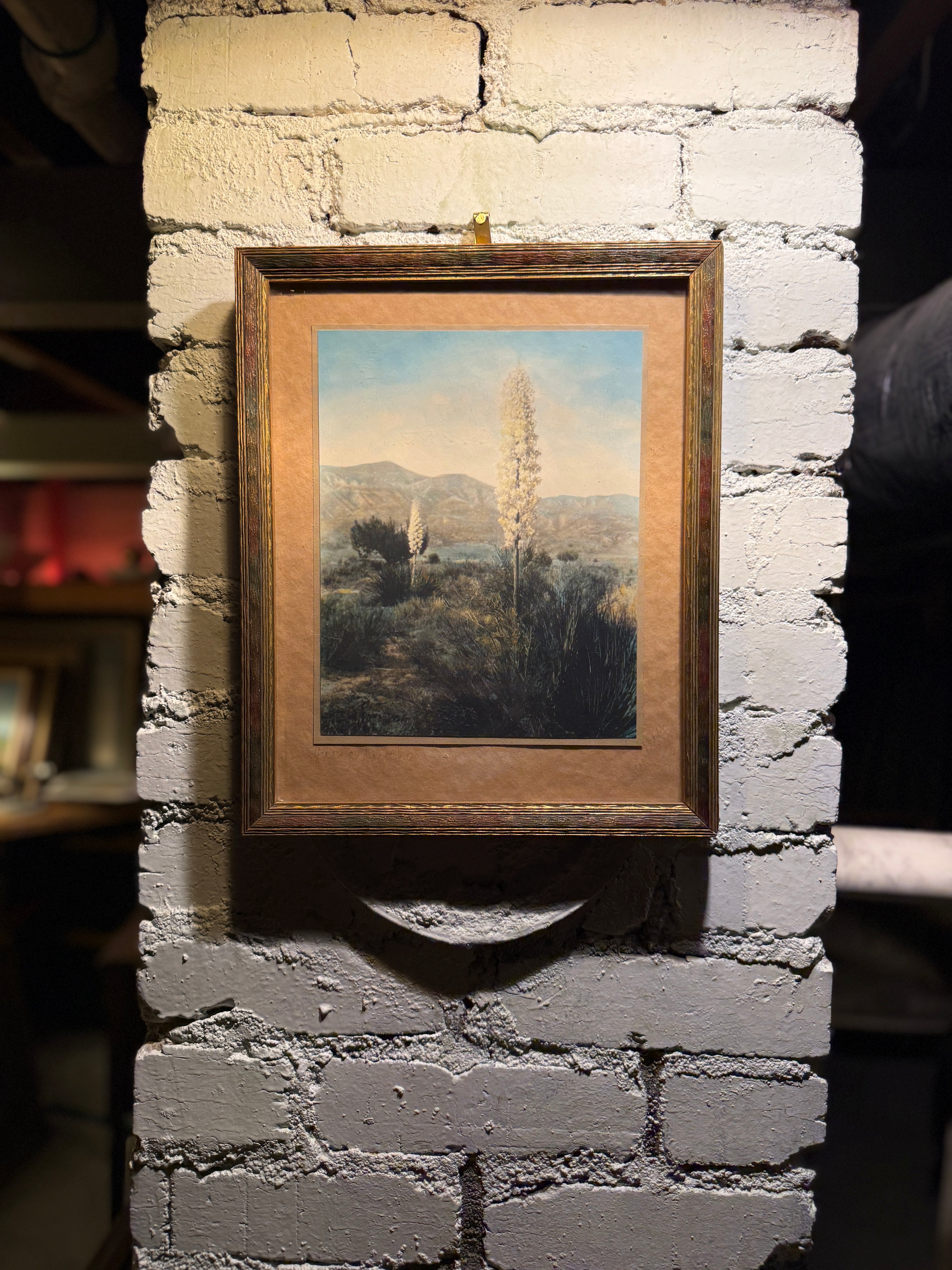 Mid-Century Desert Yucca Landscape Photograph, c. 1956–1965