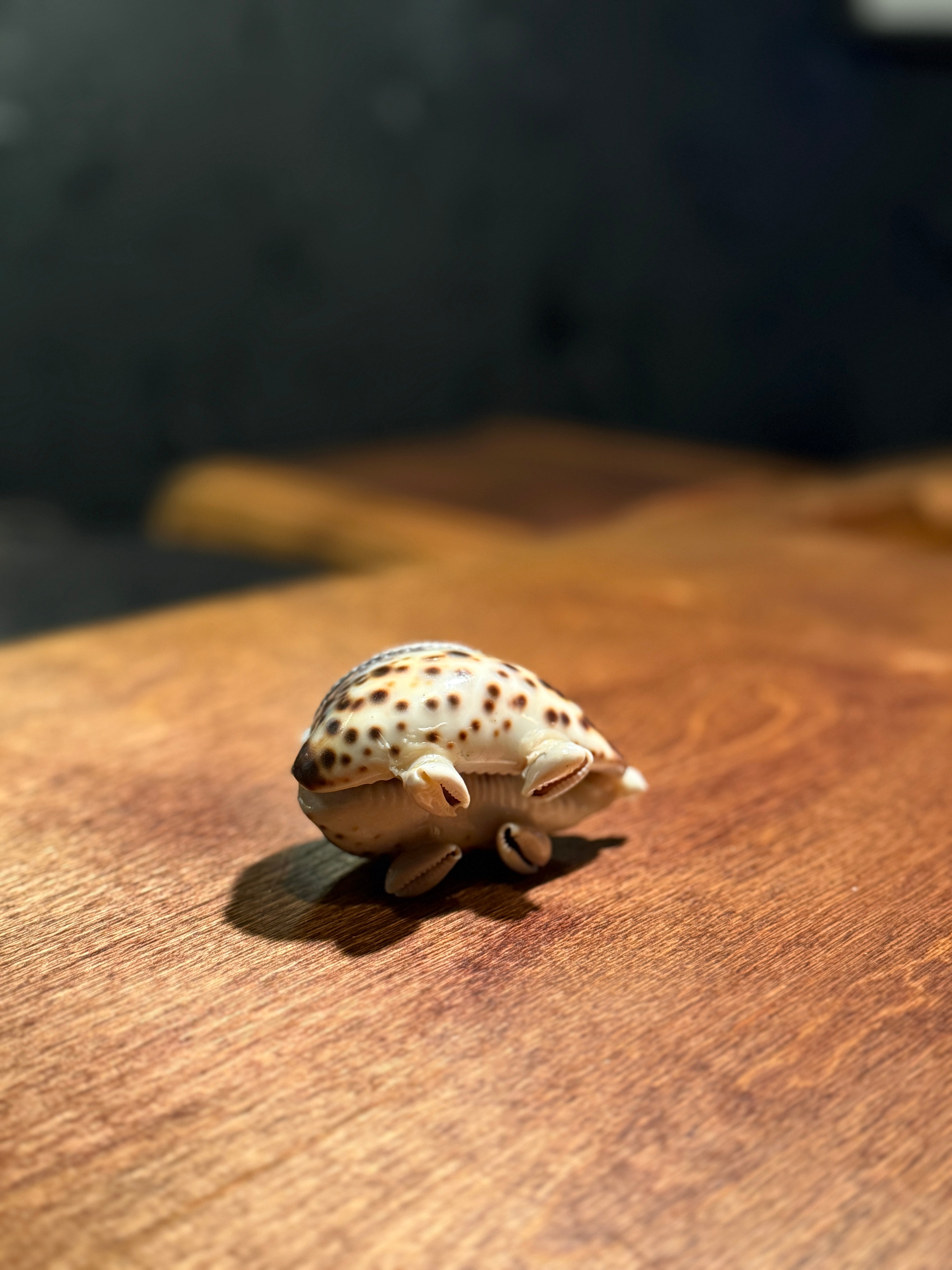 Antique Shell Pincushion with Applied Feet, Seaside Folk Craft Sewing Accessory (c. 1890–1920)