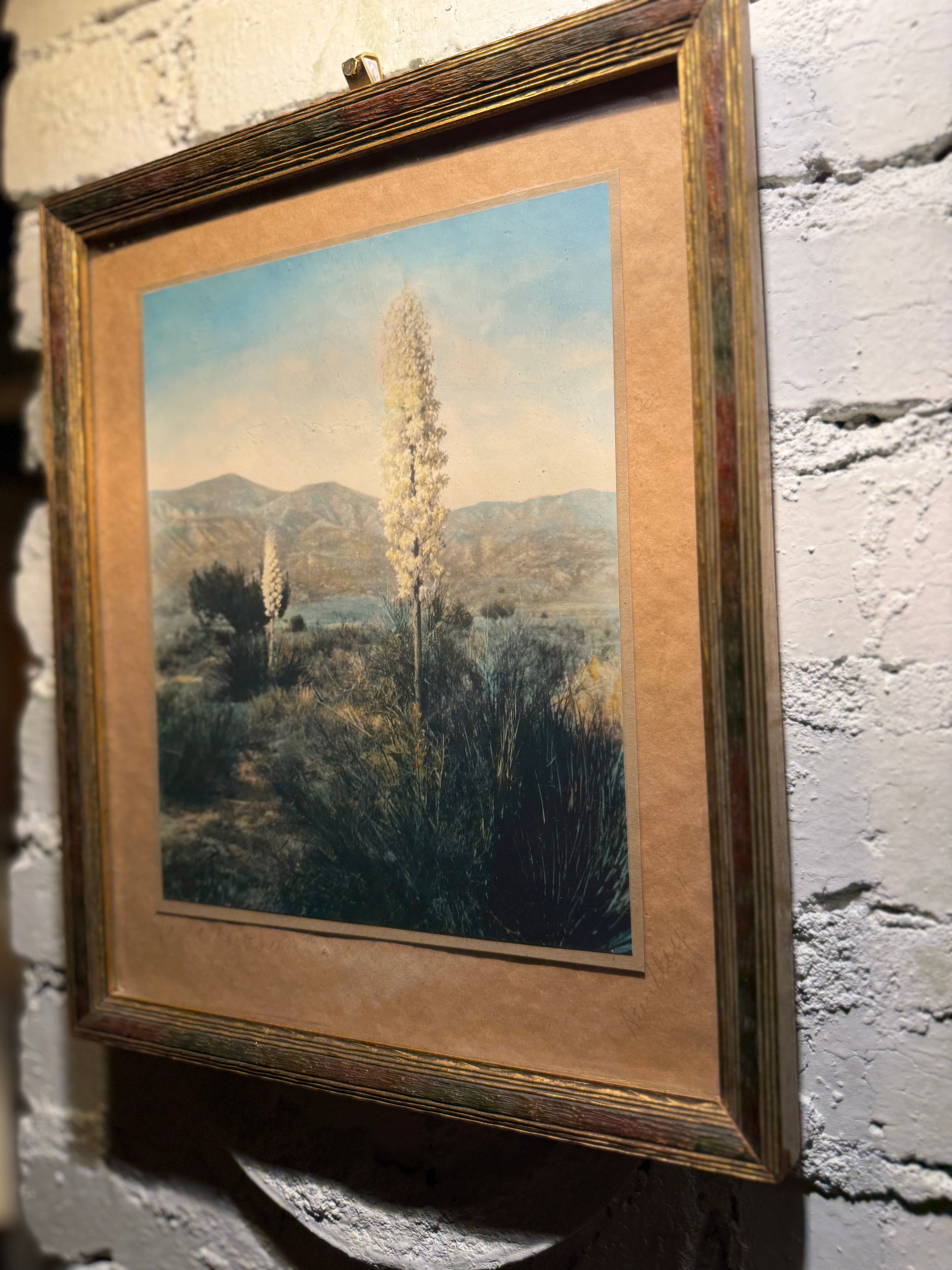 Mid-Century Desert Yucca Landscape Photograph, c. 1956–1965