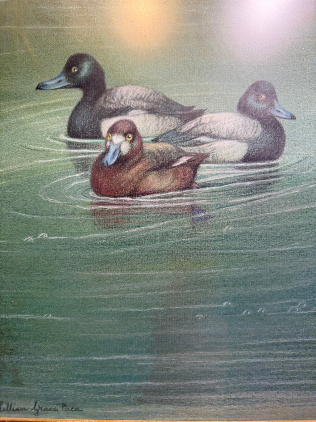 Lillian Grace Paca “The Trio – Scaup Ducks” | Signed Mid-Century American Wildlife Art